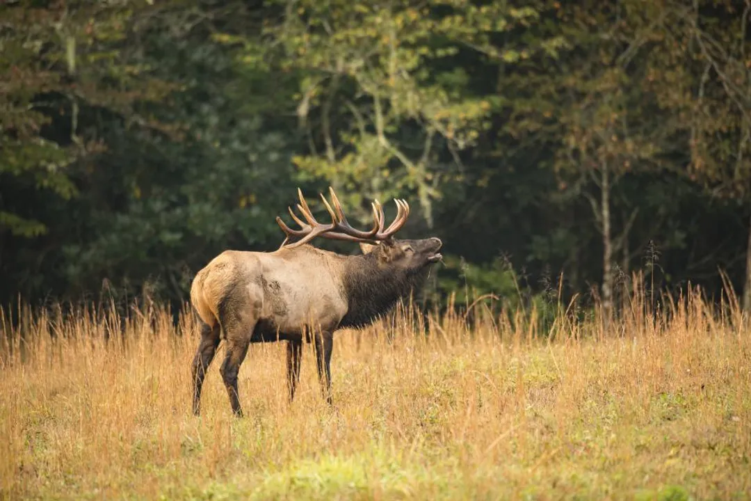 What is the classification of an elk?