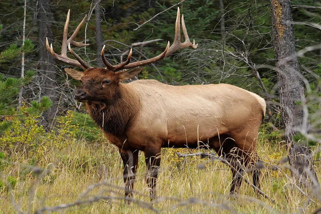 What is the classification of an elk?, Species Division