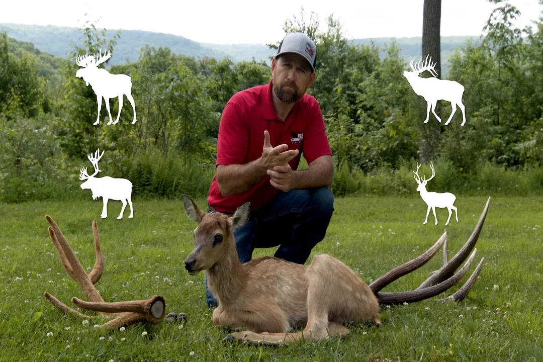 What is the classification of an elk?, Hierarchical Placement