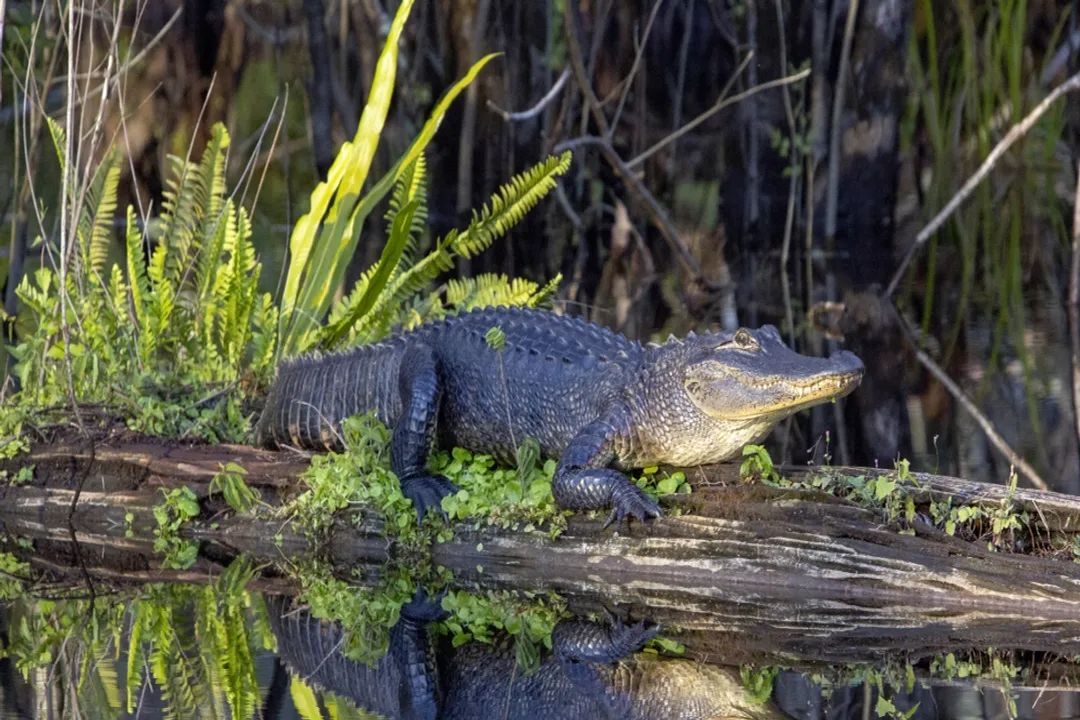 What is the classification of the American alligator?, Species Name