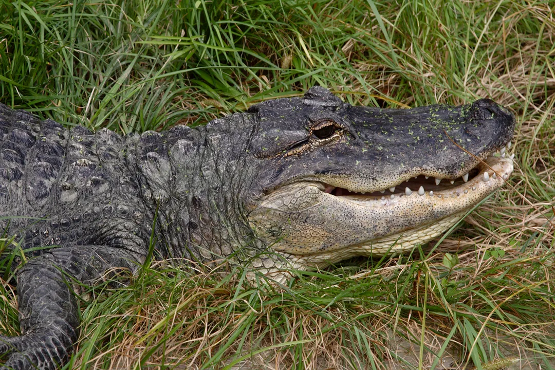 What is the classification of the American alligator?