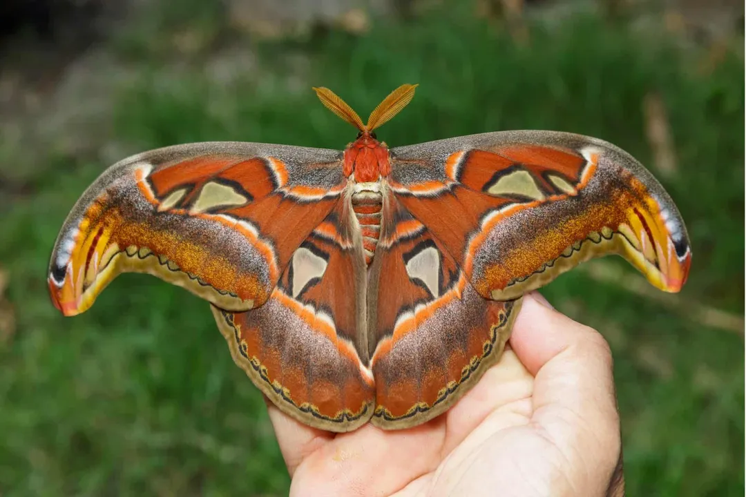 What is the classification of the Atlas moth?, The Hierarchy