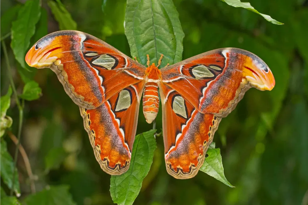What is the classification of the Atlas moth?