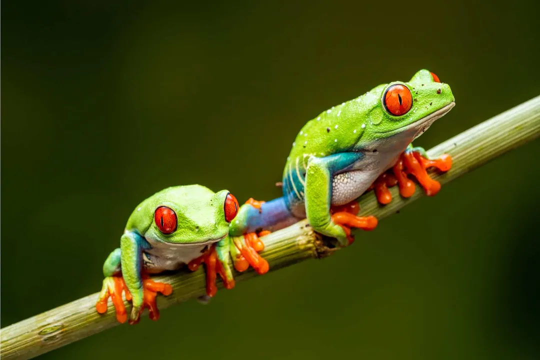 What is the classification of the red-eyed tree frog?, Hierarchical Placement