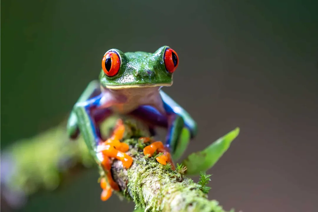 What is the classification of the red-eyed tree frog?, Coloration Paradox