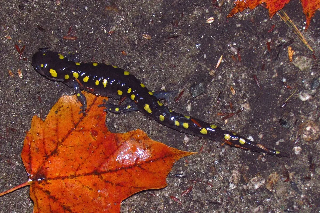 What is the classification of the spotted salamander?