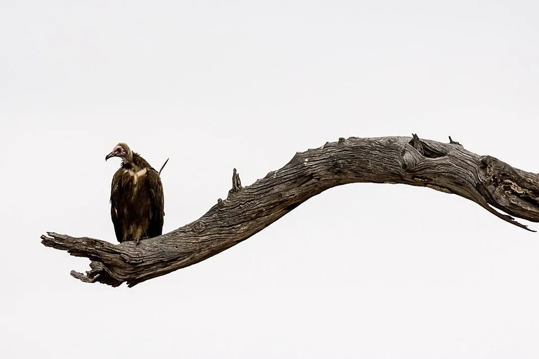 Which family contains the New World Vultures, such as the Turkey Vulture?
