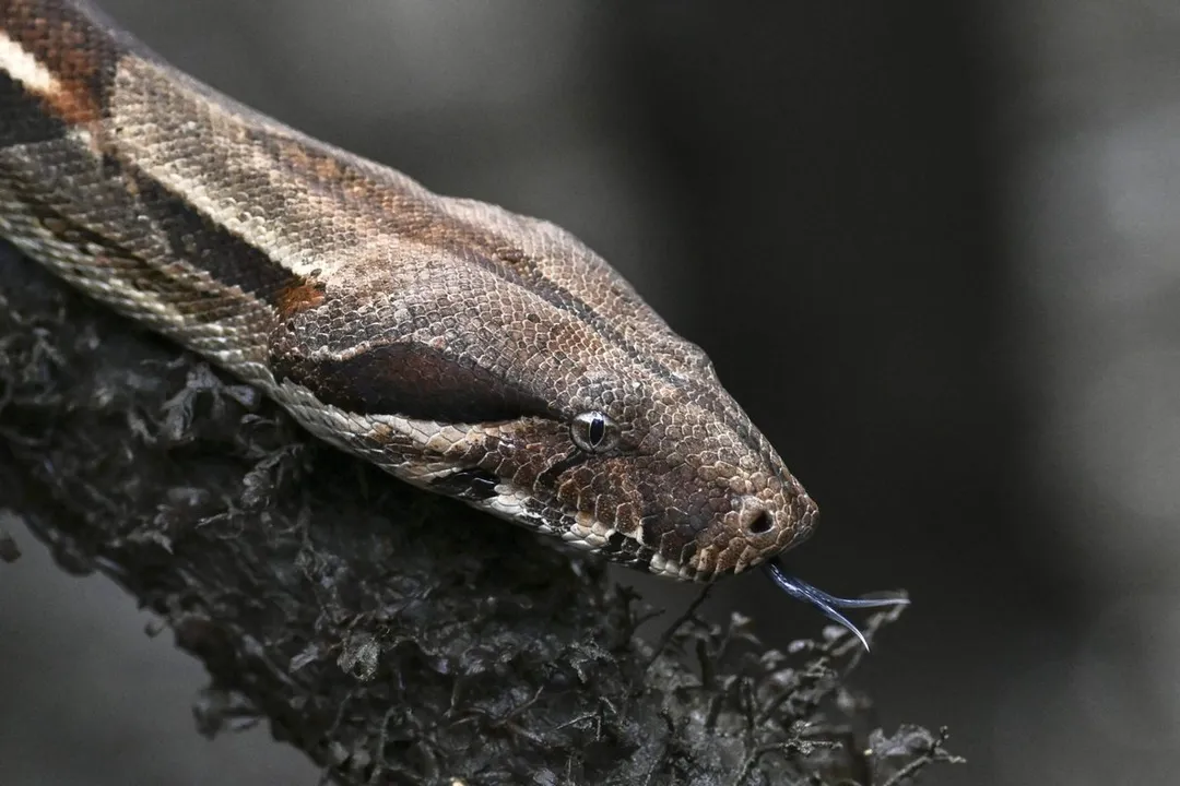 What is the coolest fact about snakes?, Jaw Mechanics