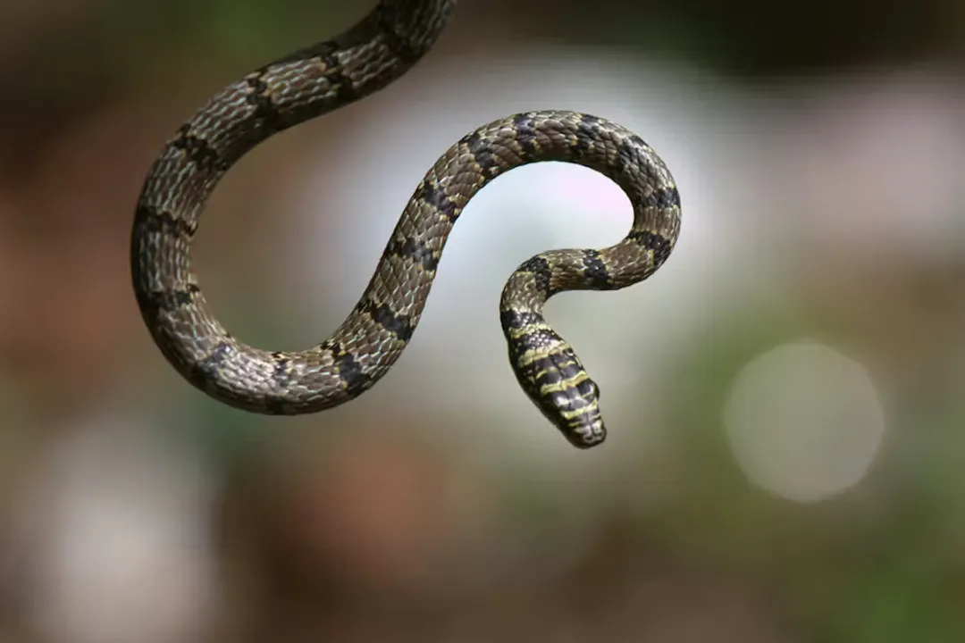 What is the coolest fact about snakes?