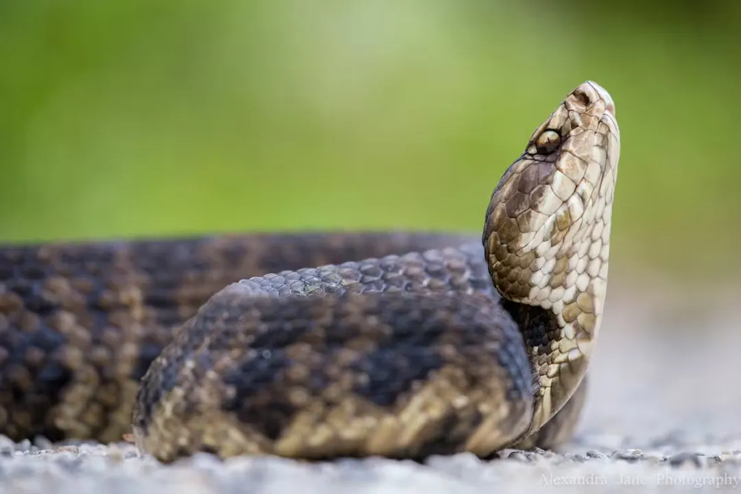 What is the coolest fact about snakes?, Physiological Extremes