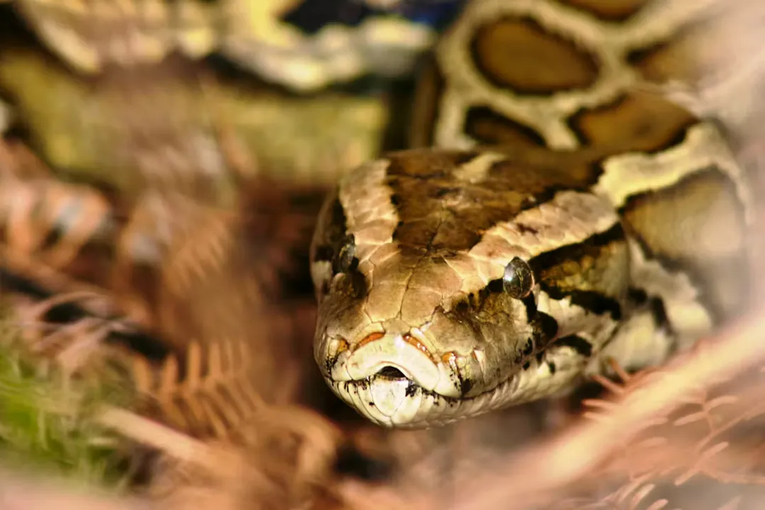 What is the coolest fact about snakes?, Ecdysis Details