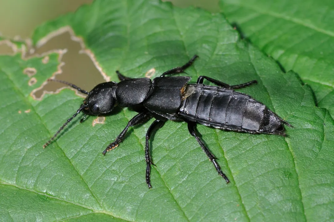 What is the curse of the Devil's Coach Horse beetle?, True Nature