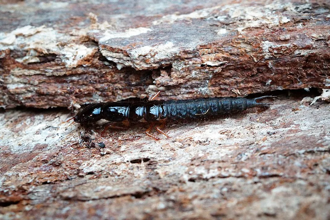 What is the curse of the Devil's Coach Horse beetle?, Handling Safety