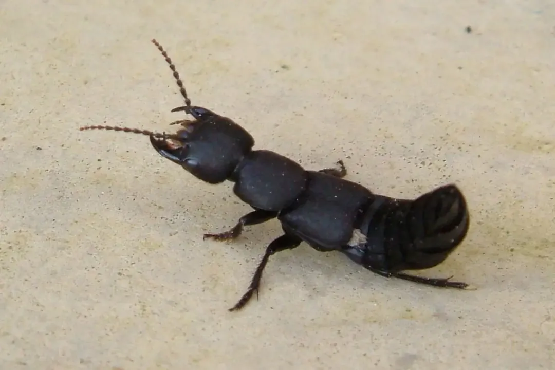 What is the curse of the Devil's Coach Horse beetle?, Name Origins