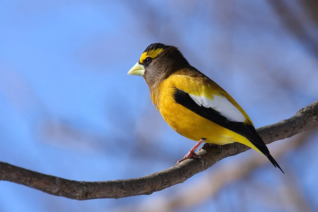 What is the description of a finch?, Structure and Size