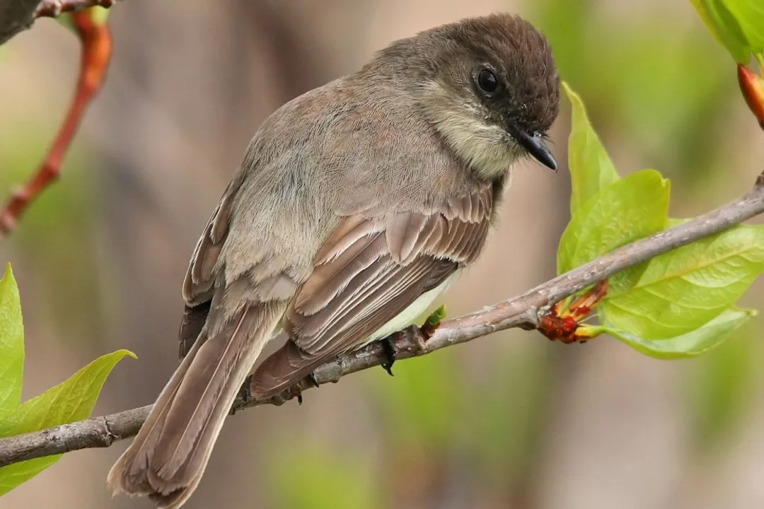What is the description of the Eastern Phoebe?