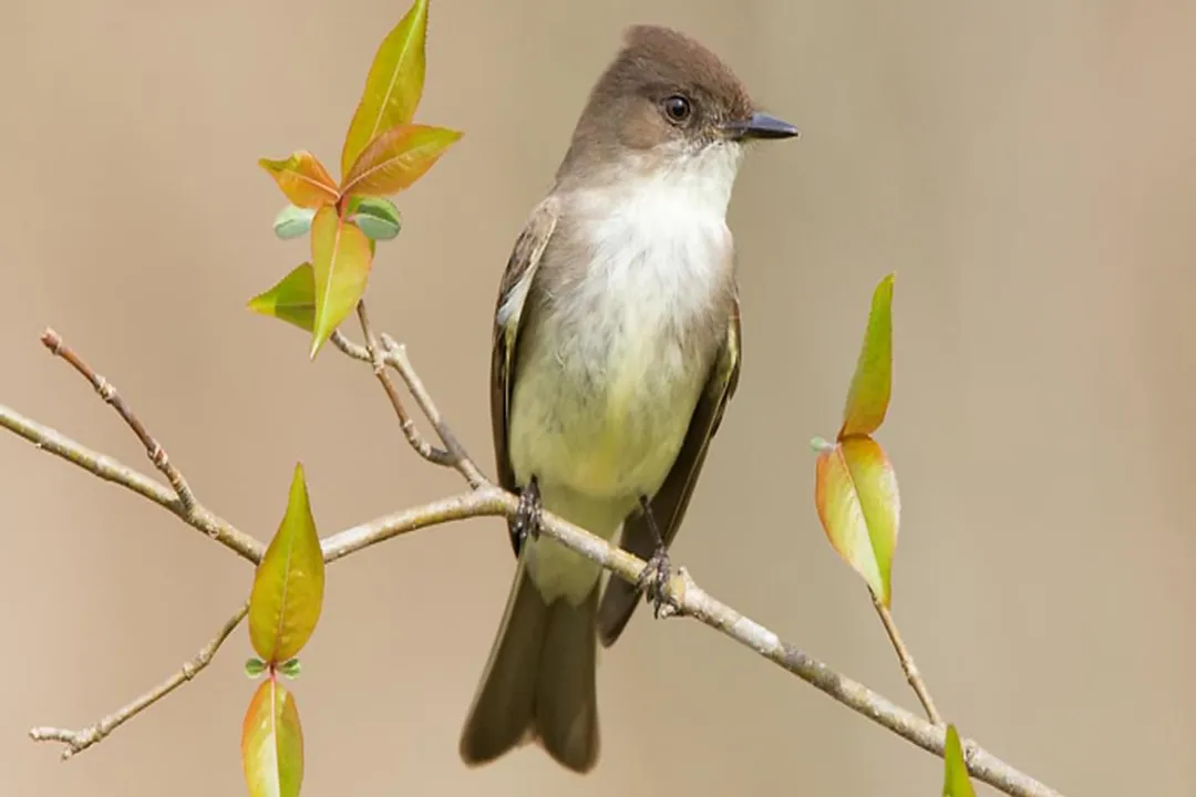 What is the description of the Eastern Phoebe?, Distinctive Movements