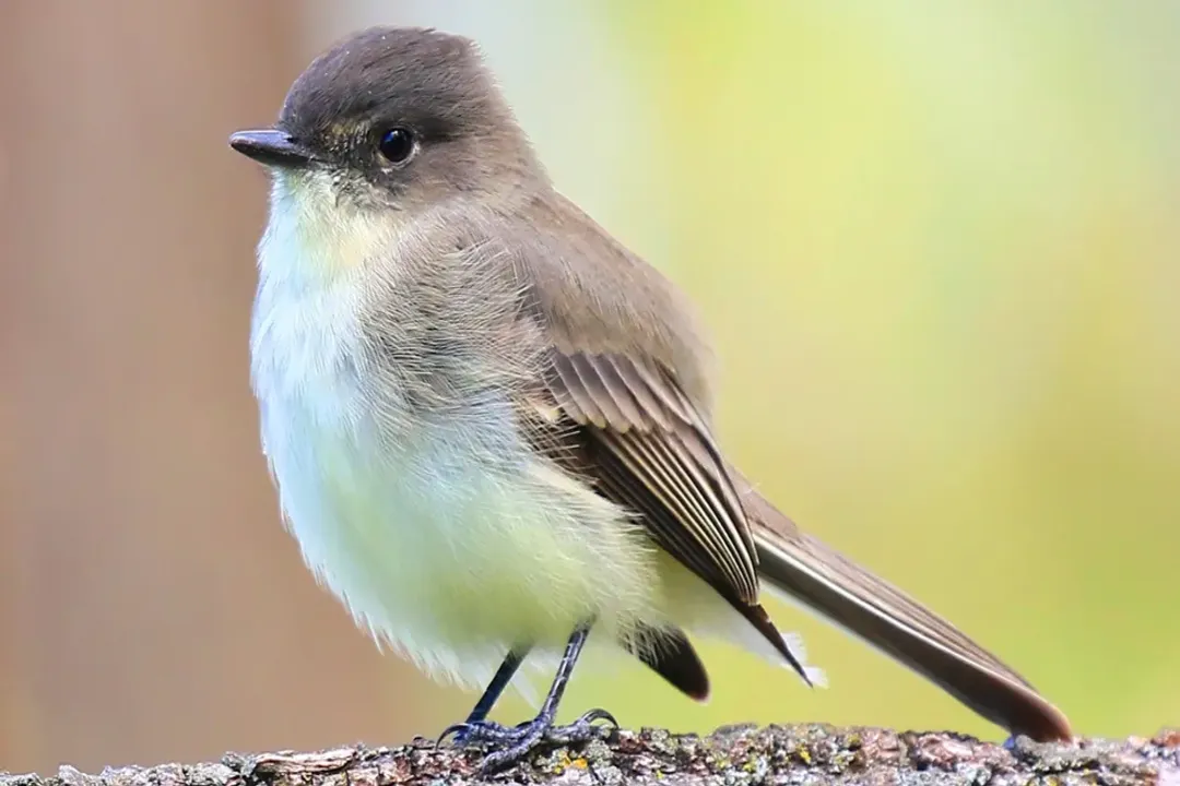 What is the description of the Eastern Phoebe?, Appearance Profile