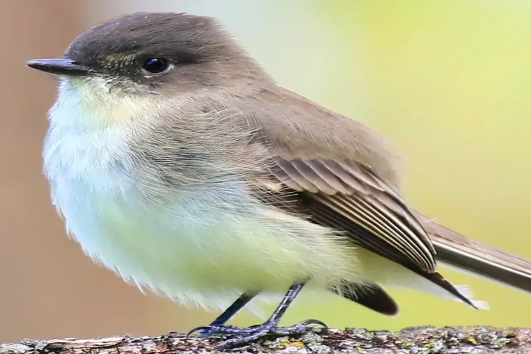 What is the description of the Eastern Phoebe?, Geographical Presence