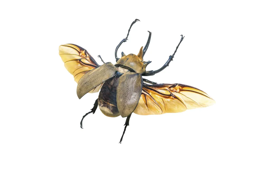 What is the description of the elephant beetle?, Naming Convention