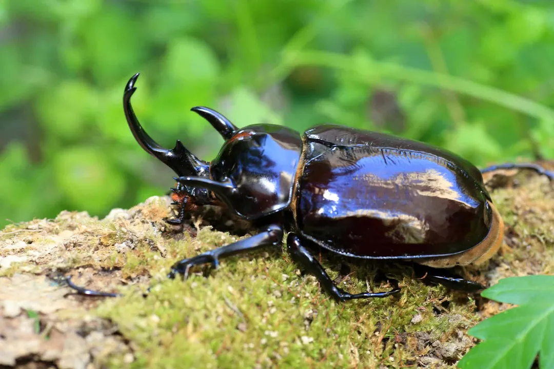 What is the description of the elephant beetle?