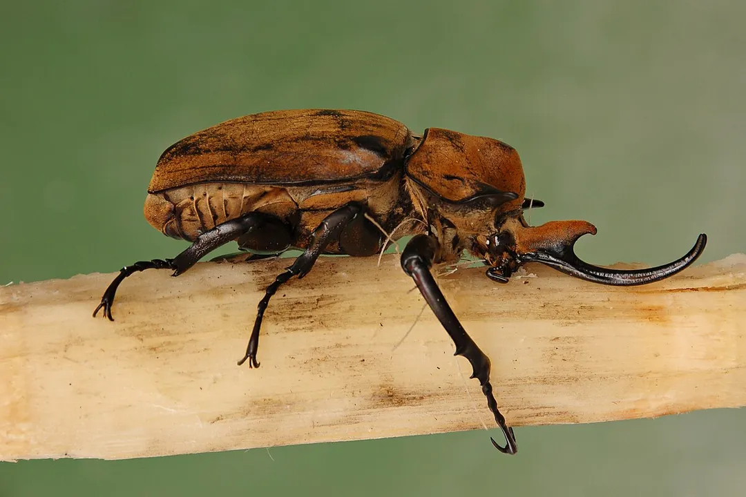 What is the description of the elephant beetle?, Size and Shape