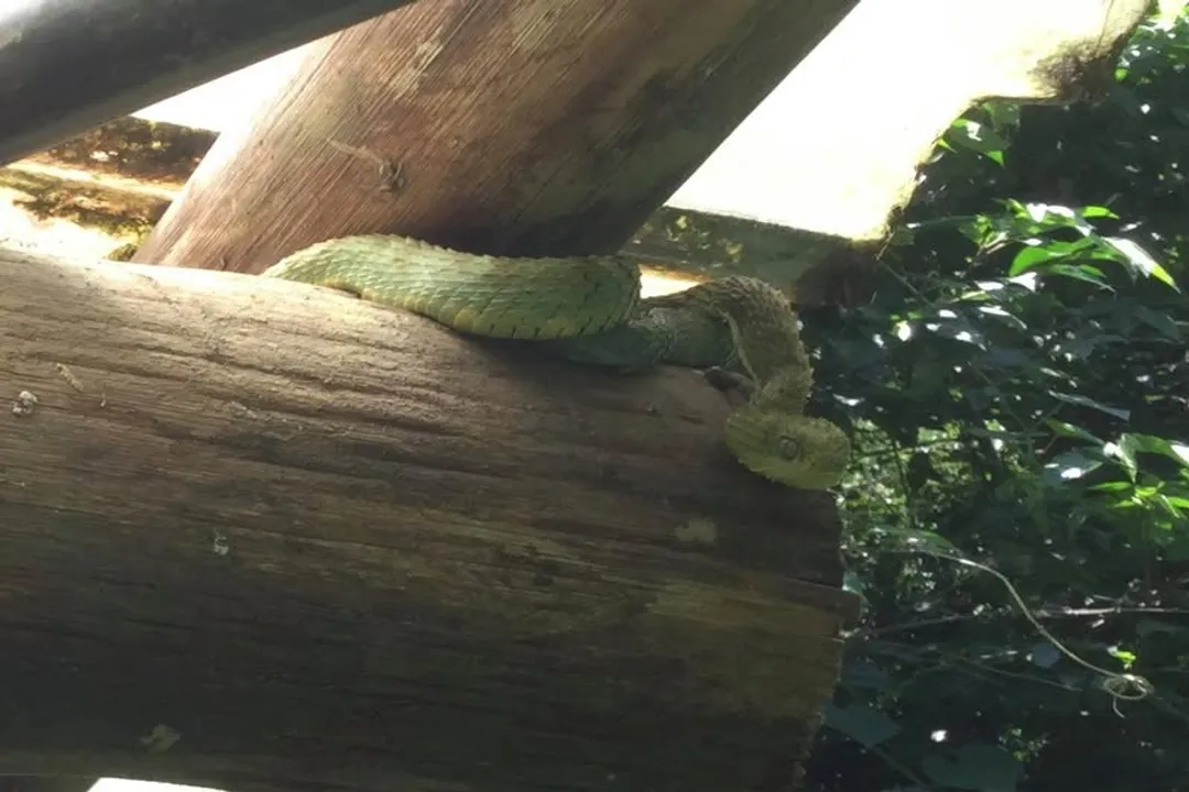 What is the diet of a viper snake?, Predatory Strategy