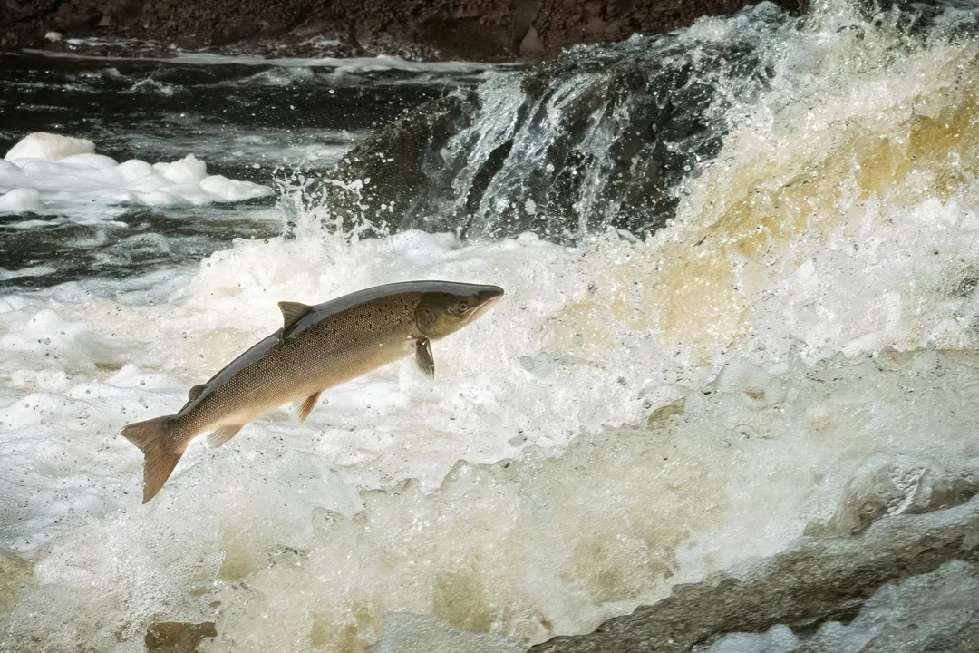 What is the diet of Atlantic salmon?, Prey Diversity and Availability