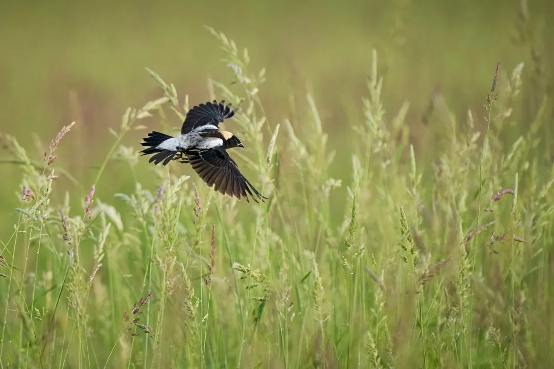 What is the difference between a blackbird and a bobolink?