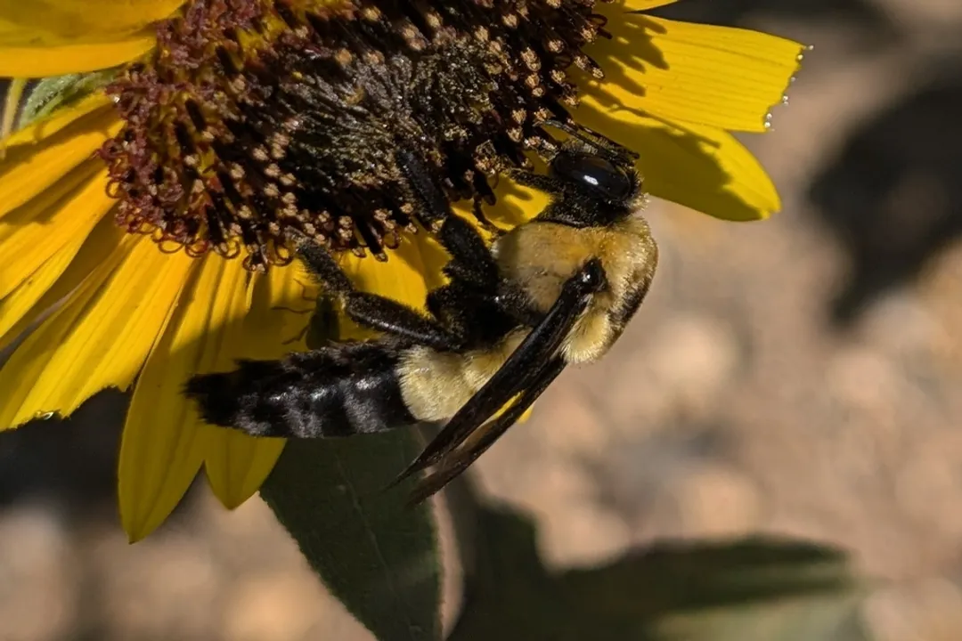 What is the difference between a bumblebee and a cuckoo bumblebee?, Nesting Habits