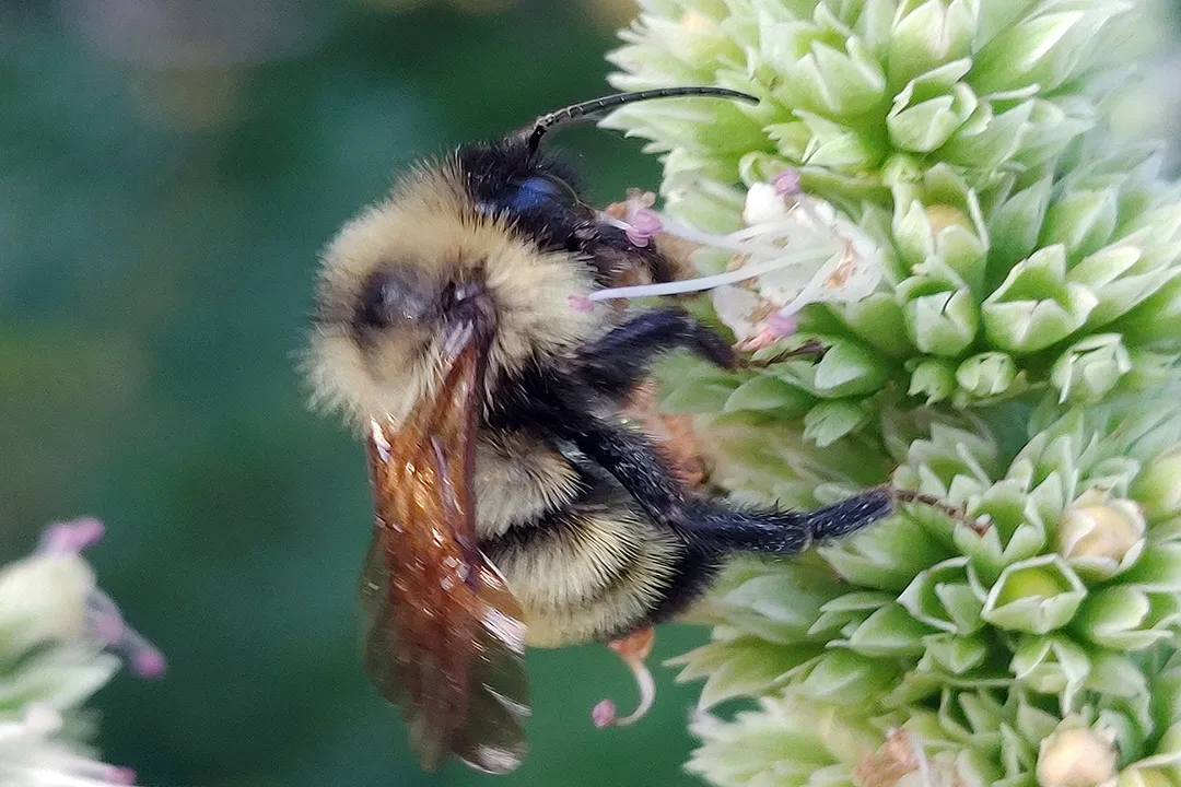 What is the difference between a bumblebee and a cuckoo bumblebee?, Lifestyle Divide