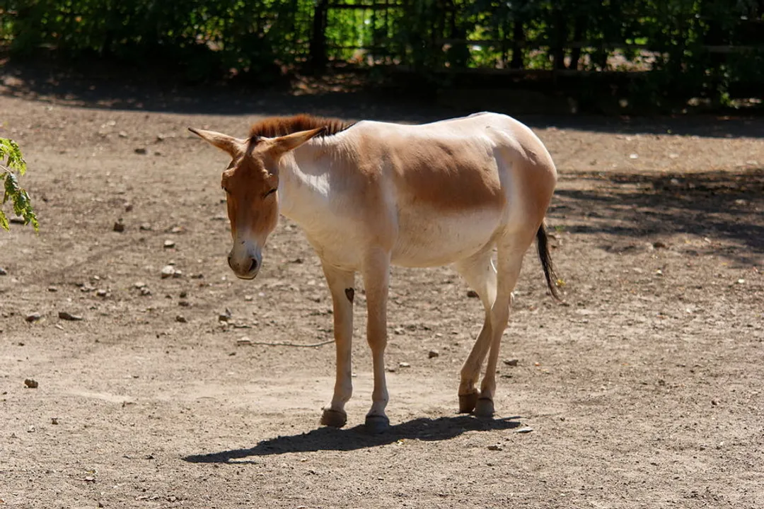 What is the difference between a donkey and an onager?