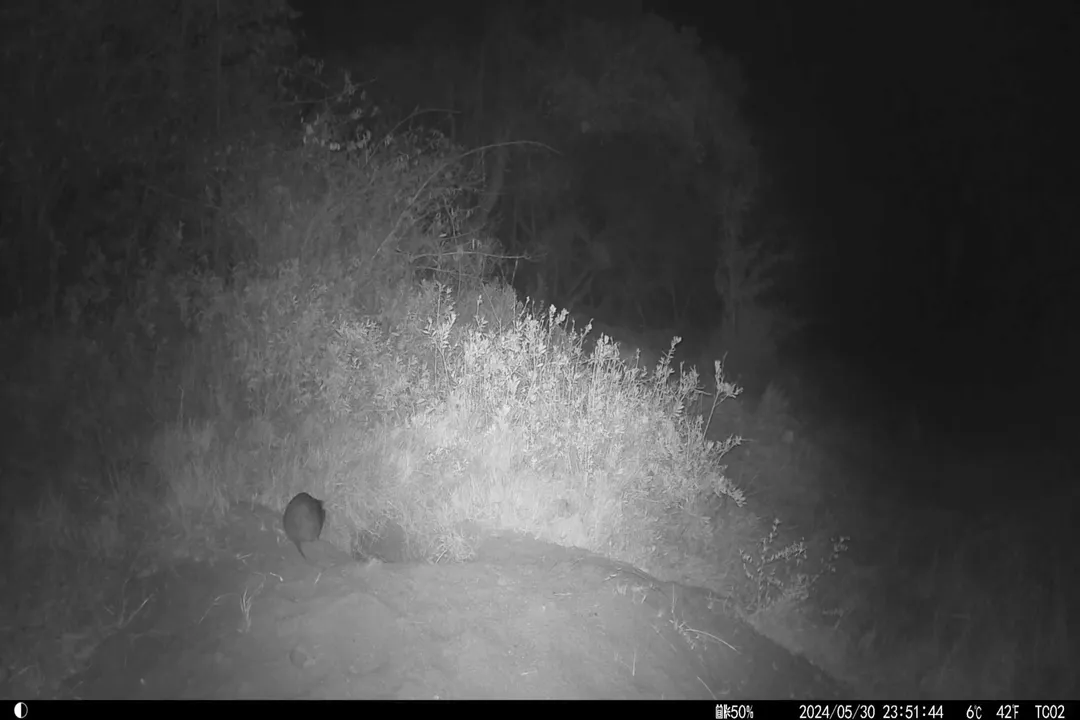 What is the difference between a grasscutter and a cane rat?, Physical Traits