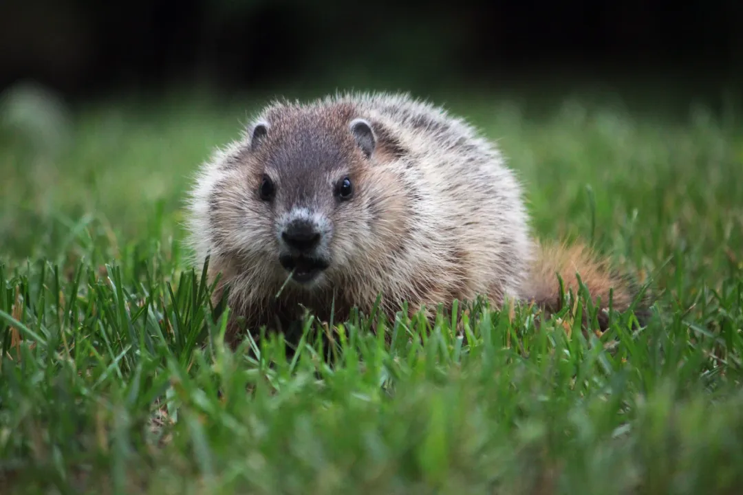 What is the difference between a groundhog and a woodchuck?, Same Animal