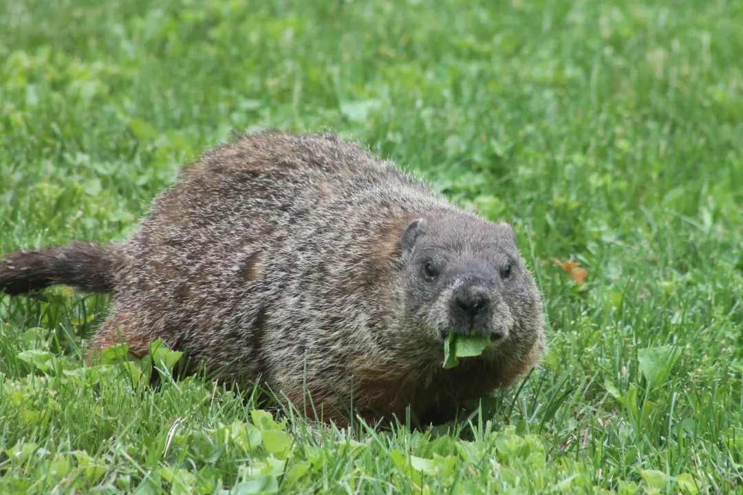 What is the difference between a groundhog and a woodchuck?, Key Traits Shared