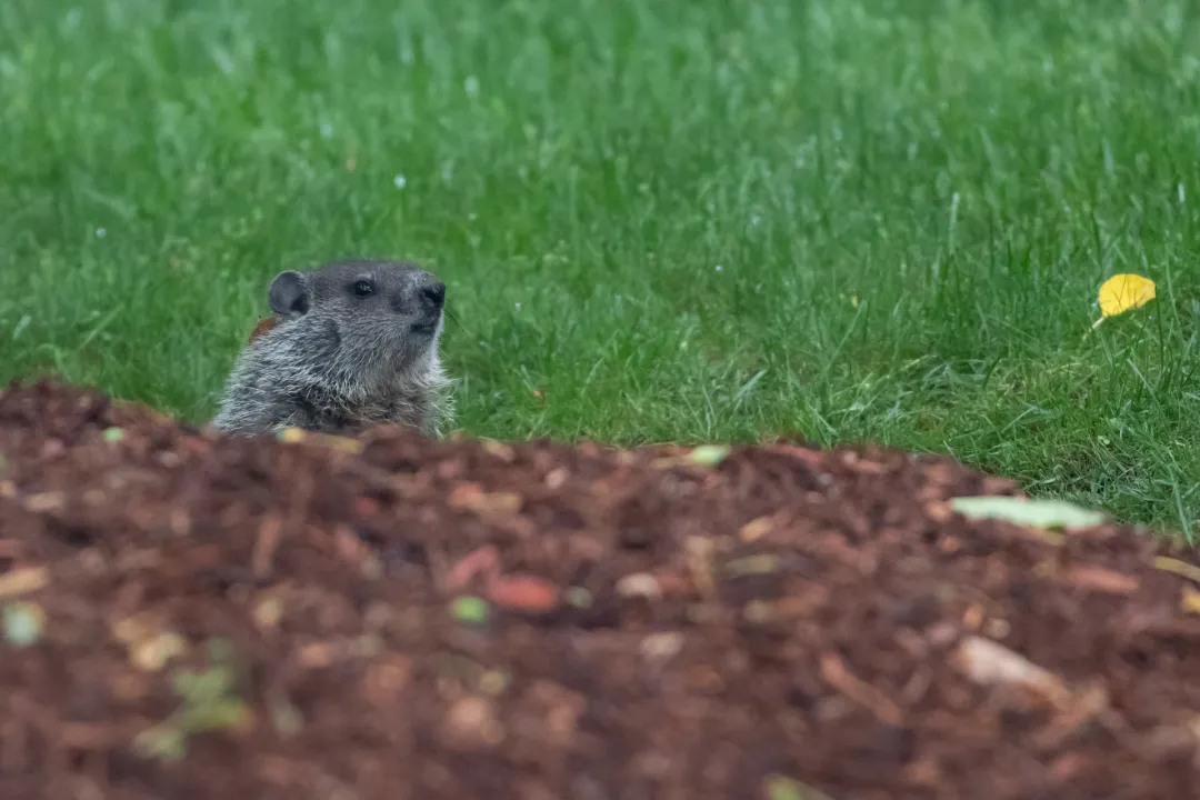 What is the difference between a groundhog and a woodchuck?, Distinguishing Rodents