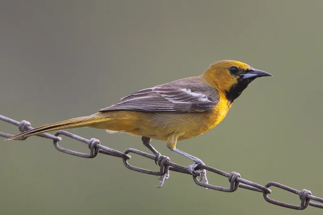 What is the difference between a Hooded Oriole and an orchard Oriole?