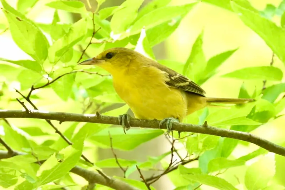 What is the difference between a Hooded Oriole and an orchard Oriole?, Female Appearance