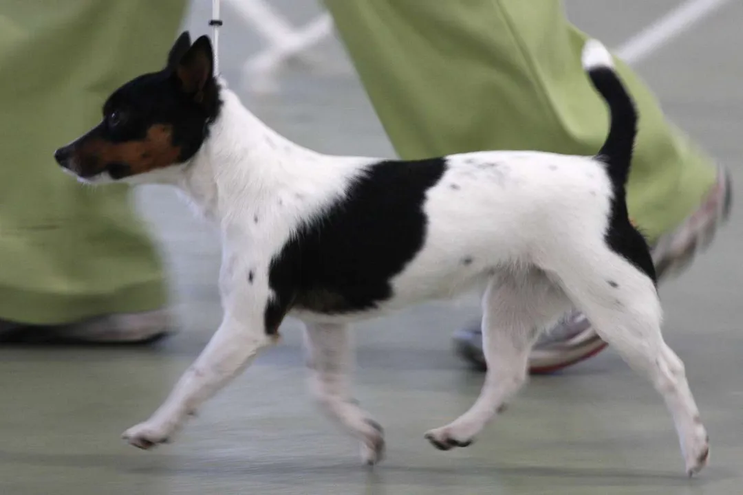 What is the difference between a jack russell and a Tenterfield Terrier?, Ancestral Roots