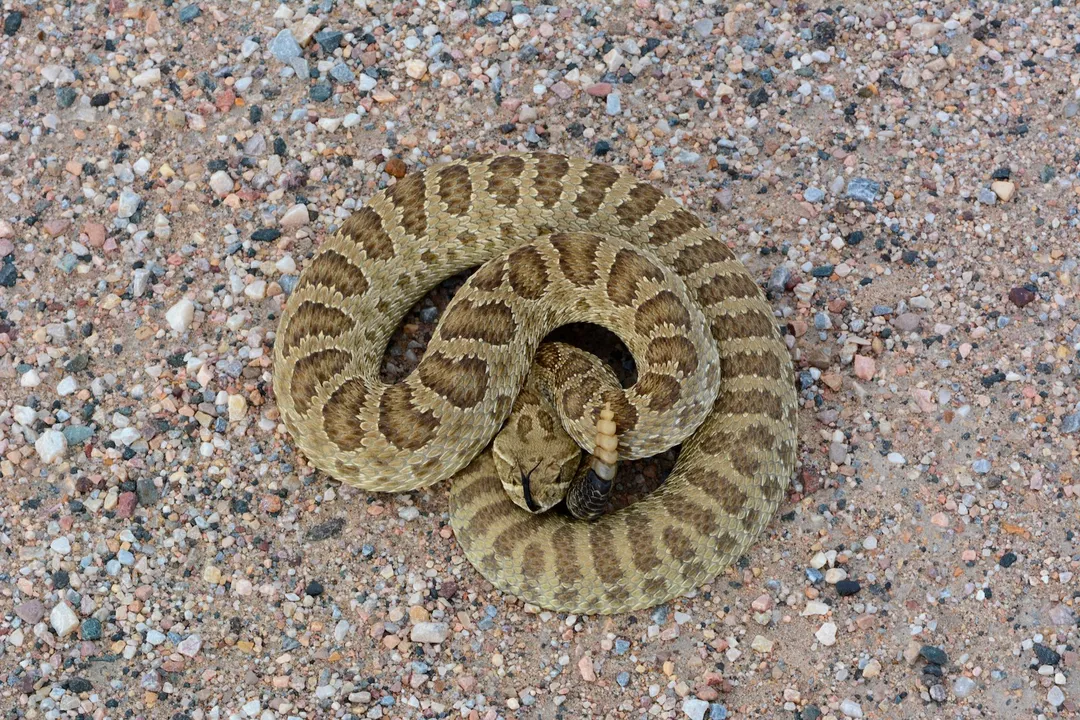 What is the difference between a midget faded rattlesnake and a prairie rattlesnake?, Size and Shape