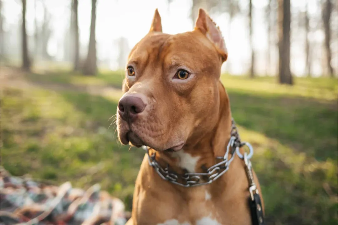 What is the difference between a pocket pittie and a pocket bully?, The 