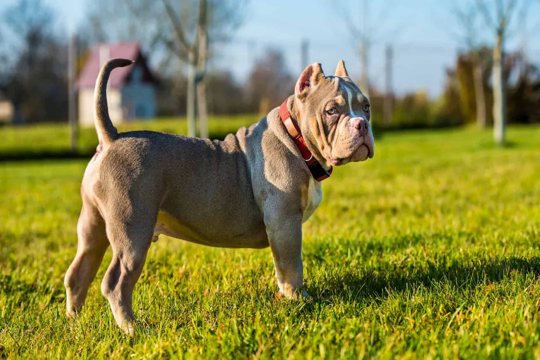 What is the difference between a pocket pittie and a pocket bully?, Temperament and Drive