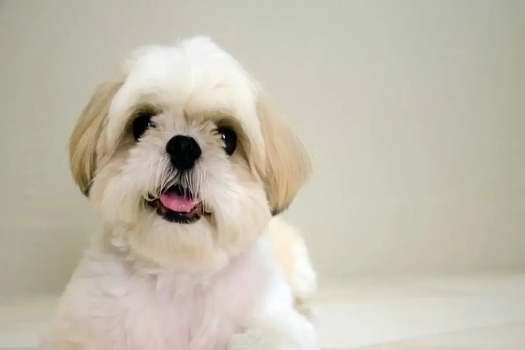 What is the difference between a Shichon and a Zuchon?, Parent Lineage