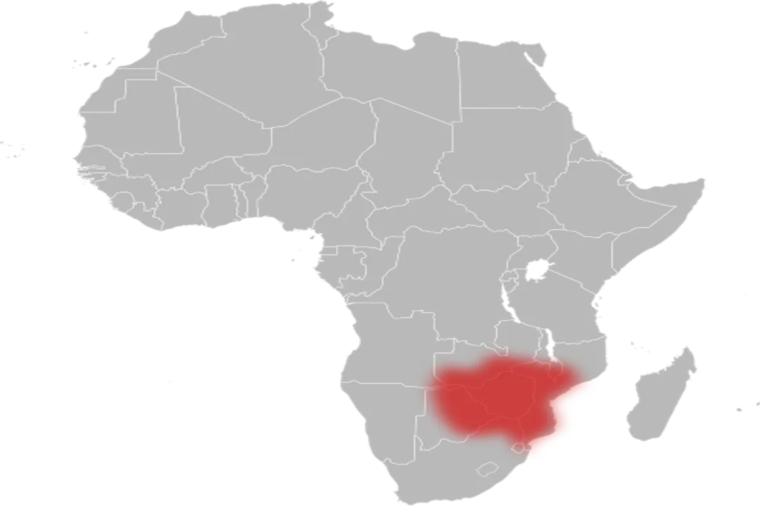 What is the difference between a Snouted Cobra and a Mozambique cobra?, Physical Markers