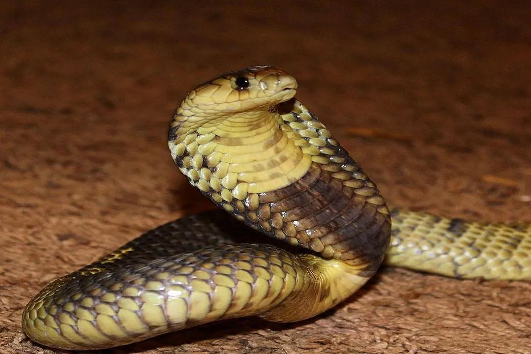 What is the difference between a Snouted Cobra and a Mozambique cobra?
