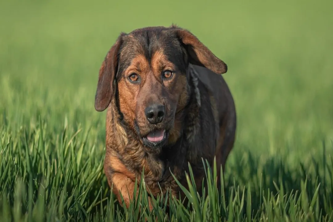 What is the difference between Alpine Dachsbracke and Dachshund?, Physical Structure