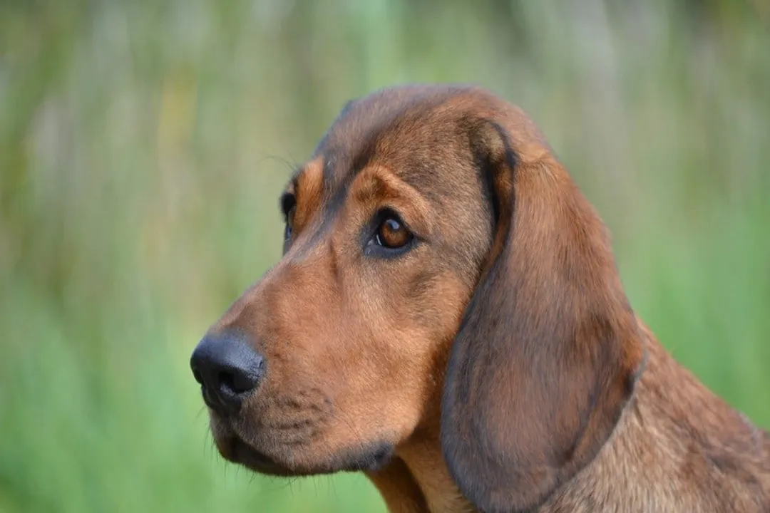 What is the difference between Alpine Dachsbracke and Dachshund?, Coat and Grooming Needs