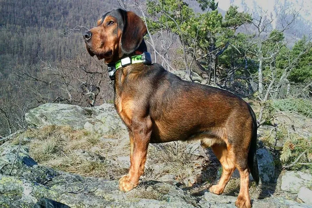 What is the difference between Alpine Dachsbracke and Dachshund?, Temperament and Drive