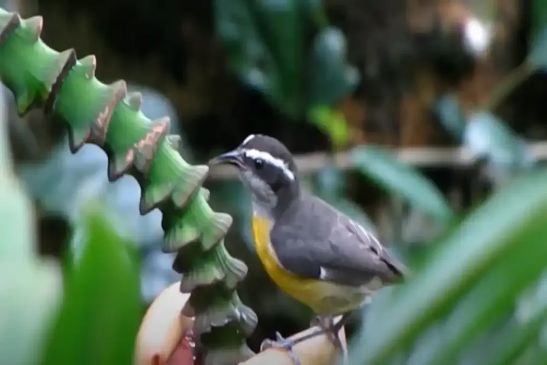 What is the difference between Bananaquit and Great Kiskadee?, Size Disparity