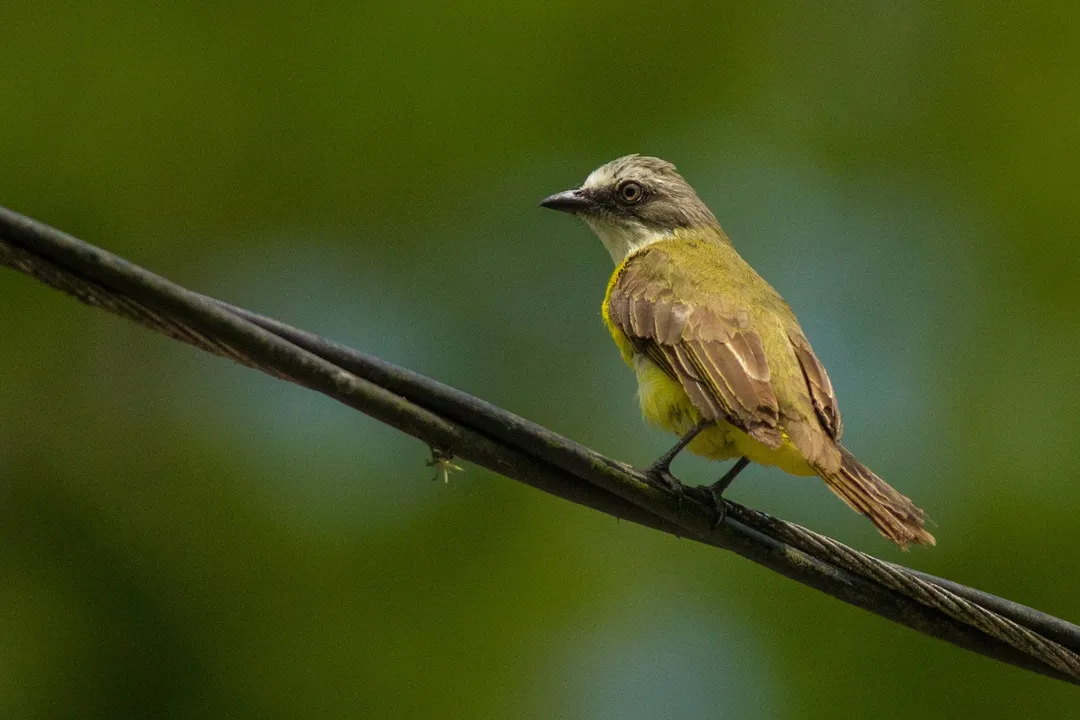 What is the difference between Bananaquit and Great Kiskadee?, Temperament and Vocalization